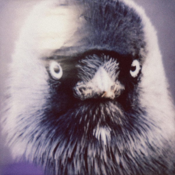 Muff Potter - Klepto Lp